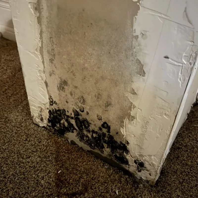Professional Mold Removal in Nashua, NH